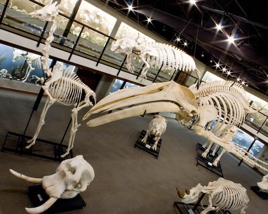 Museum of Osteology (4/22/2015 - Credits: Webdam)