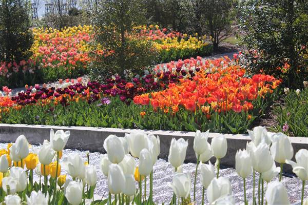 Tulsa Botanic Garden