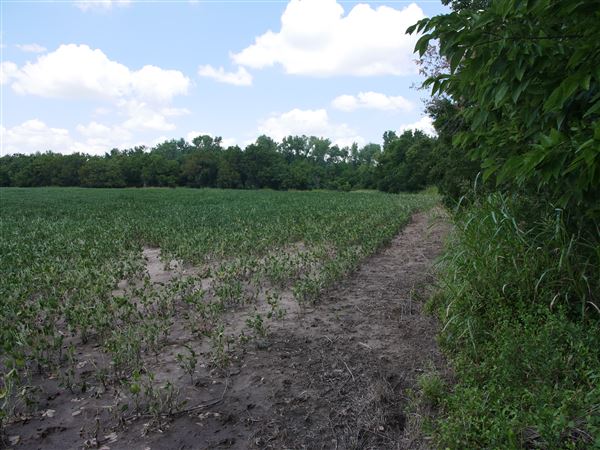 Stinchcomb Wildlife Refuge (7/31/2018 - Credits: Noah Janoe)