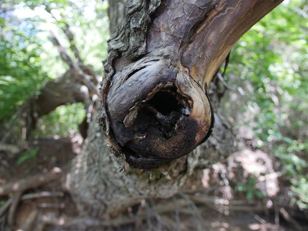 Stinchcomb Wildlife Refuge (7/31/2018 - Credits: Noah Janoe)