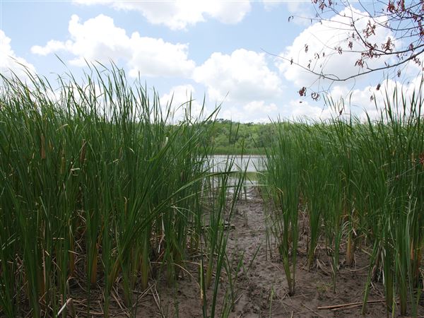 Stinchcomb Wildlife Refuge (7/31/2018 - Credits: Noah Janoe)