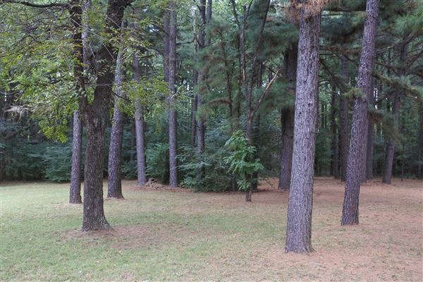 The Fairy Forest (10/10/2019 - Credits: Tyler Slawson)