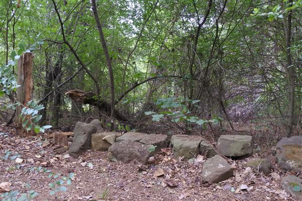 The Fairy Forest (10/10/2019 - Credits: Tyler Slawson)