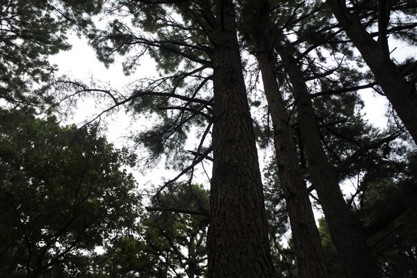 The Fairy Forest (10/10/2019 - Credits: Tyler Slawson)