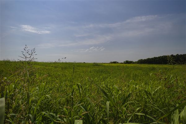 Rydell Ranch - field 1 - deciduous forest land and gentle rolling sandy farm land near a river bed (7/28/2021 - Credits: Jeffrey Rydell)