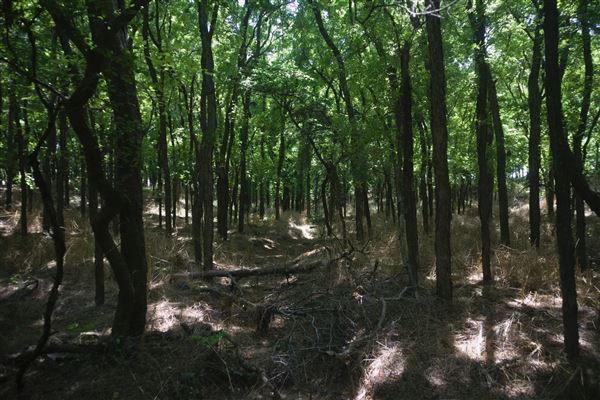 Rydell Ranch - field 1 - deciduous forest land and gentle rolling sandy farm land near a river bed (7/28/2021 - Credits: Jeffrey Rydell)