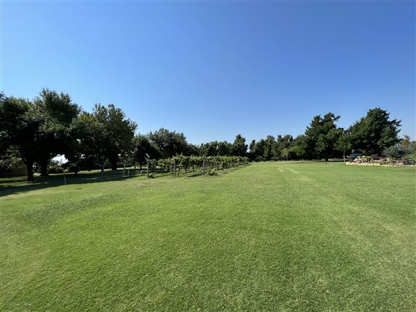 Nellis Vineyards (6/22/2022 - Credits: Yousef Kazemi / OFMO)
