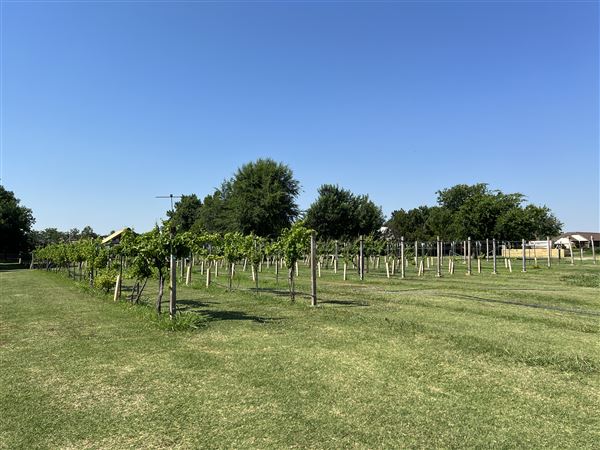 Nellis Vineyards (6/22/2022 - Credits: Yousef Kazemi / OFMO)