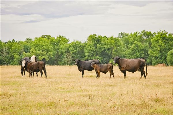 The Rockin J Ranch (6/6/2021 - Credits: Rick Stiller Photography)
