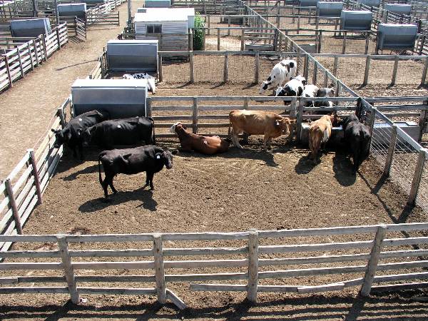 Oklahoma City Stockyards (2/9/2009)