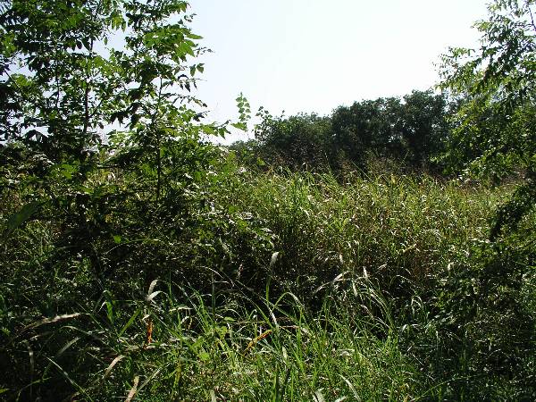 Amen Farm (6/4/2009)