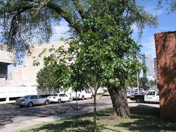 Oklahoma City Police Department (6/5/2009)