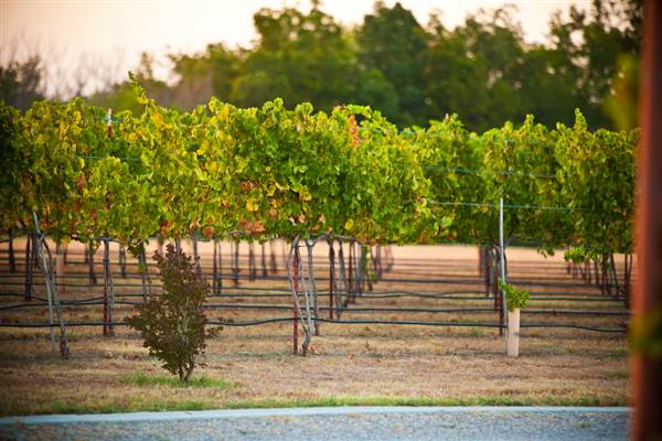 Ingel's Winery (2/26/2014 - Credits: Oklahoma Tourism - TravelOK)