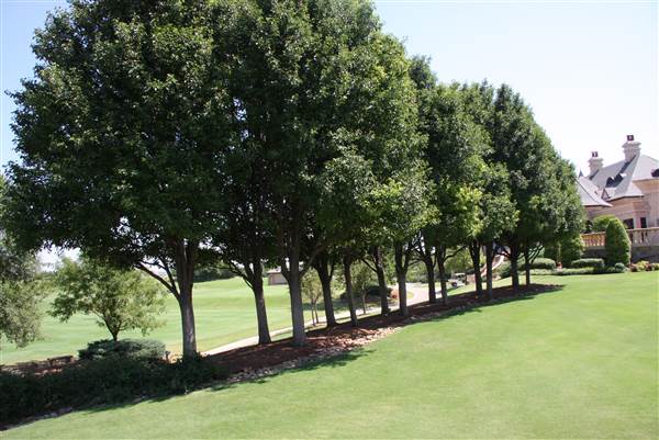 Gaillardia Country Club (11/26/2014)