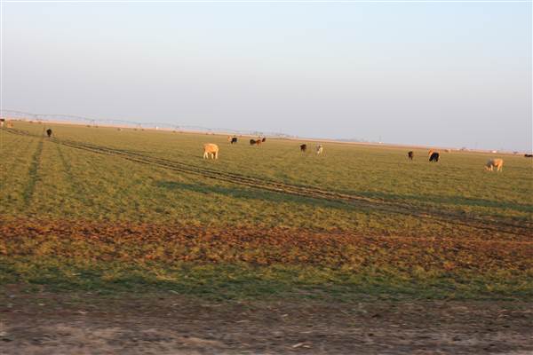Hwy 412/36 - Guymon Area (12/11/2014 - Credits: Yousef Kazemi)