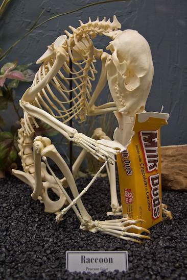 Museum of Osteology (4/22/2015 - Credits: Webdam)