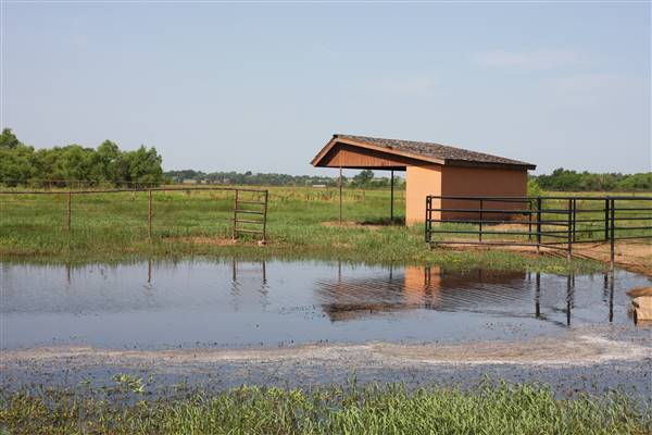 NFL Farms - Second set of horse grazing pens after the main area and passed the worker's houses - note lots of standing water from overflow creeks and areas from recent rain. (7/2/2015 - Credits: Yousef Kazemi)