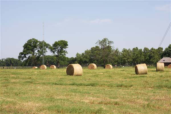 NFL Farms (7/2/2015 - Credits: Yousef Kazemi)
