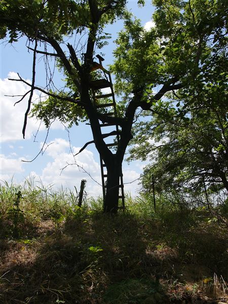Stinchcomb Wildlife Refuge (7/31/2018 - Credits: Noah Janoe)