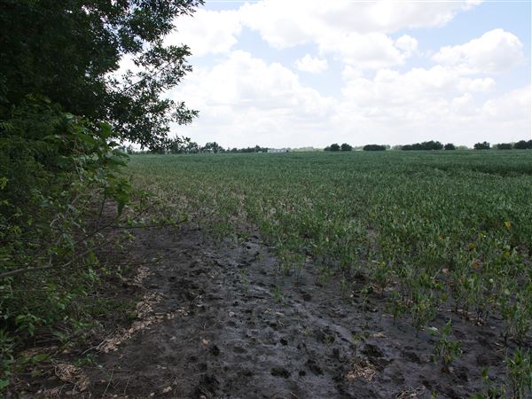 Stinchcomb Wildlife Refuge (7/31/2018 - Credits: Noah Janoe)