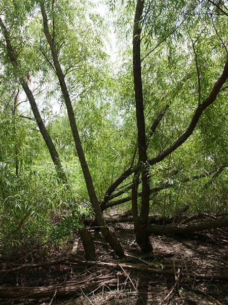Stinchcomb Wildlife Refuge (7/31/2018 - Credits: Noah Janoe)