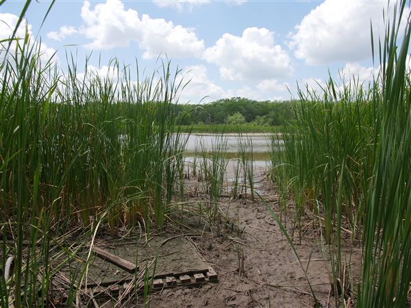 Stinchcomb Wildlife Refuge (7/31/2018 - Credits: Noah Janoe)