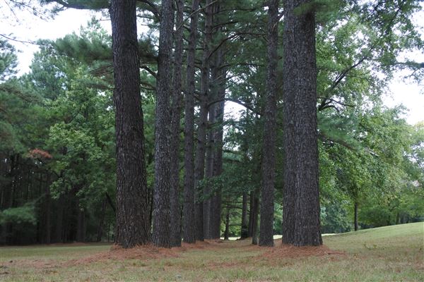 The Fairy Forest (10/10/2019 - Credits: Tyler Slawson)