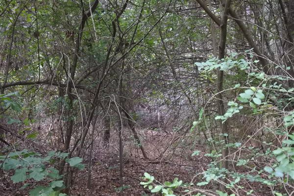 The Fairy Forest (10/10/2019 - Credits: Tyler Slawson)