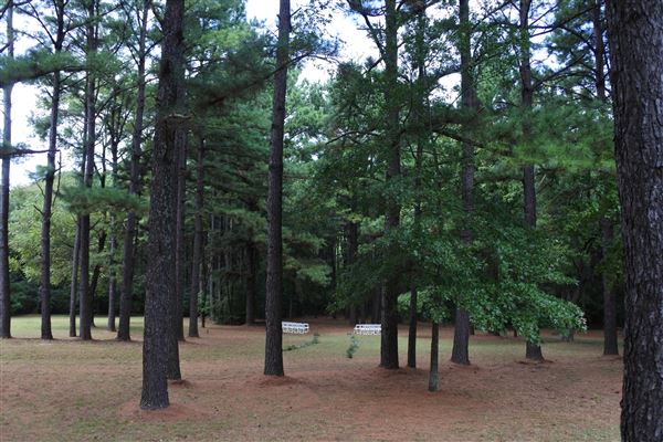 The Fairy Forest (10/10/2019 - Credits: Tyler Slawson)