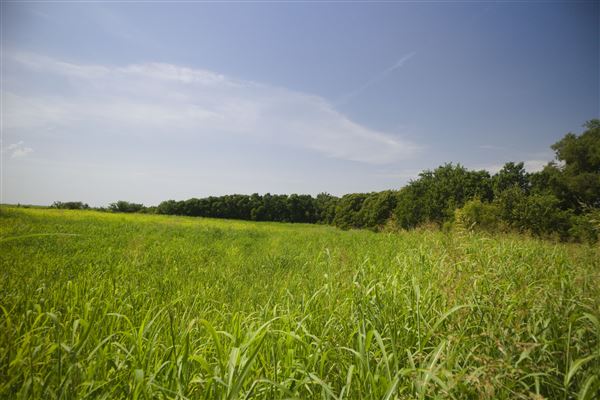 Rydell Ranch - field 1 - deciduous forest land and gentle rolling sandy farm land near a river bed (7/28/2021 - Credits: Jeffrey Rydell)