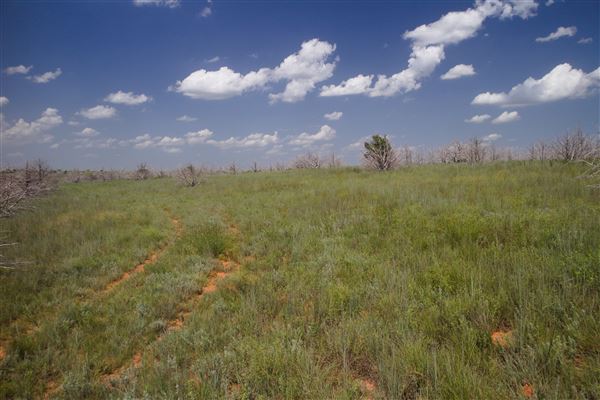 Rydell Ranch - field 6 Rolling farmland with deep canyons, large pond and  Covered in mostly in eastern red cedar and oak trees with native grasses. features slot canyons and waterfalls. (7/28/2021 - Credits: Jeffrey Rydell)