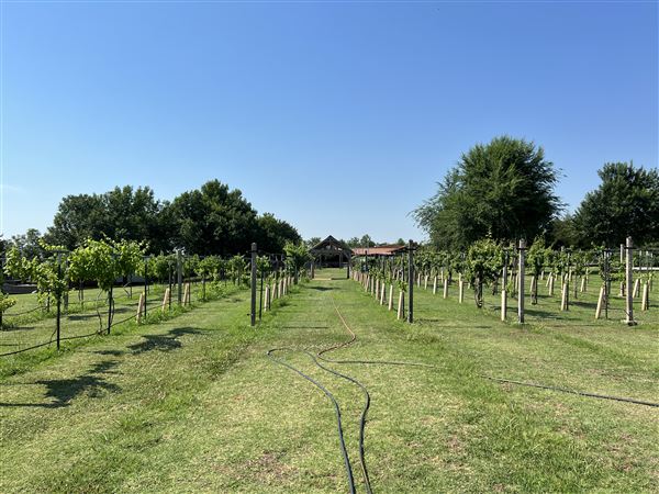 Nellis Vineyards (6/22/2022 - Credits: Yousef Kazemi / OFMO)