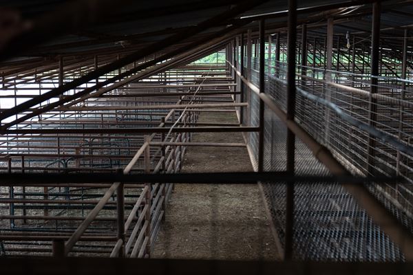Collinsville Livestock Sales (6/18/2024 - Credits: submitted by: Sherry Campbell)