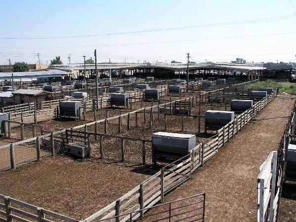 Oklahoma City Stockyards (2/9/2009)
