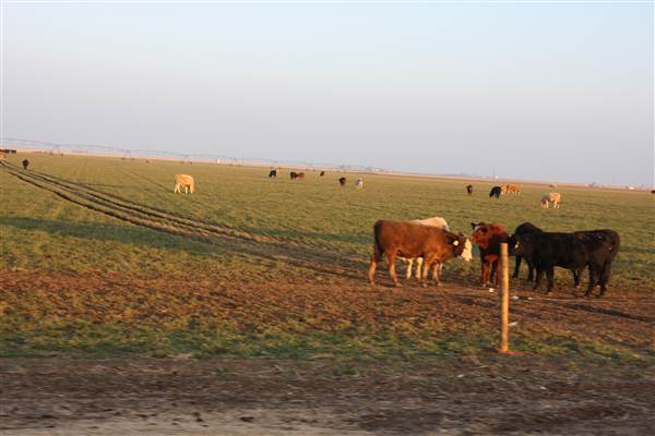 Hwy 412/36 - Guymon Area (12/11/2014 - Credits: Yousef Kazemi)
