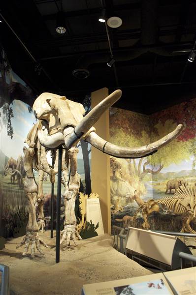 Sam Noble Oklahoma Museum of Natural History (2/19/2015)