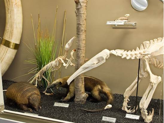 Museum of Osteology (4/22/2015 - Credits: Webdam)