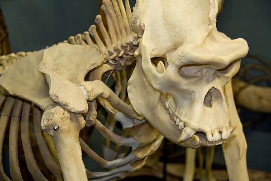 Museum of Osteology (4/22/2015 - Credits: Webdam)