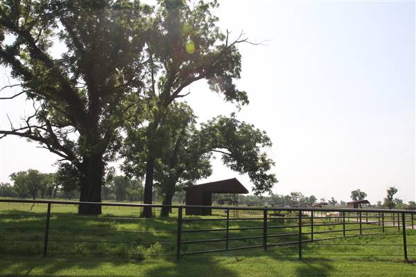 NFL Farms (7/2/2015 - Credits: Yousef Kazemi)