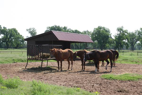 NFL Farms (7/2/2015 - Credits: Yousef Kazemi)