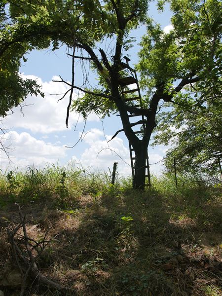 Stinchcomb Wildlife Refuge (7/31/2018 - Credits: Noah Janoe)