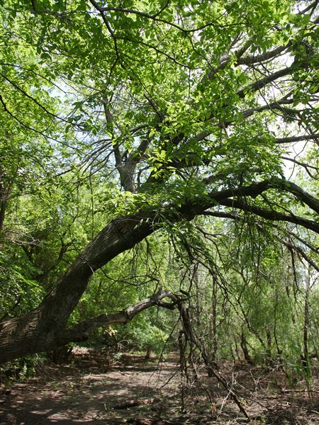 Stinchcomb Wildlife Refuge (7/31/2018 - Credits: Noah Janoe)