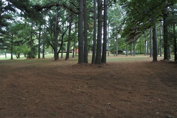 The Fairy Forest (10/10/2019 - Credits: Tyler Slawson)