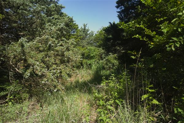 Rydell Ranch - field 1 - deciduous forest land and gentle rolling sandy farm land near a river bed (7/28/2021 - Credits: Jeffrey Rydell)