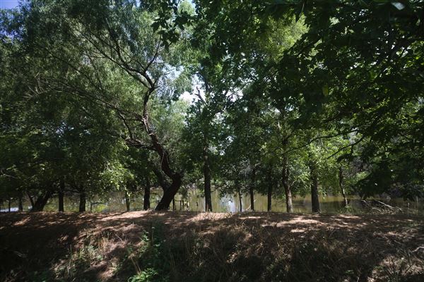 Rydell Ranch - field 1 - deciduous forest land and gentle rolling sandy farm land near a river bed (7/28/2021 - Credits: Jeffrey Rydell)