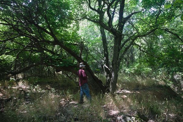 Rydell Ranch - field 1 - deciduous forest land and gentle rolling sandy farm land near a river bed (7/28/2021 - Credits: Jeffrey Rydell)