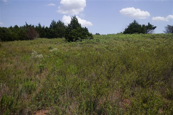 Rydell Ranch - field 6 Rolling farmland with deep canyons, large pond and  Covered in mostly in eastern red cedar and oak trees with native grasses. features slot canyons and waterfalls. (7/28/2021 - Credits: Jeffrey Rydell)