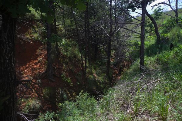 Rydell Ranch - field 6 Rolling farmland with deep canyons, large pond and  Covered in mostly in eastern red cedar and oak trees with native grasses. features slot canyons and waterfalls. (7/28/2021 - Credits: Jeffrey Rydell)