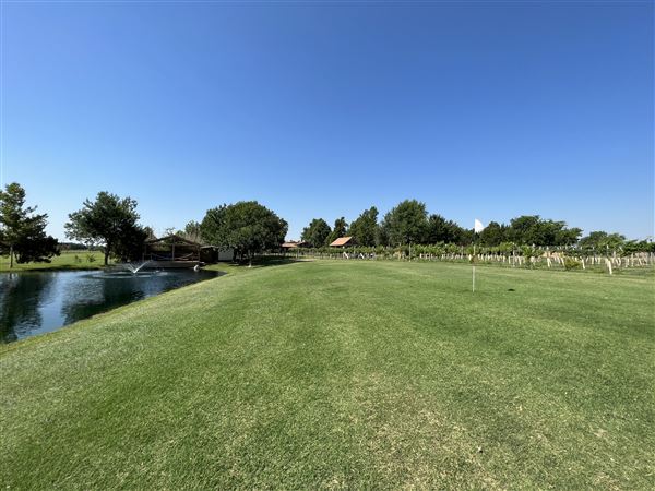 Nellis Vineyards (6/22/2022 - Credits: Yousef Kazemi / OFMO)