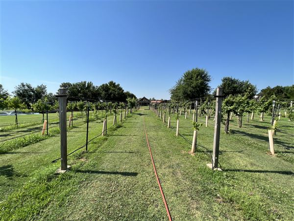 Nellis Vineyards (6/22/2022 - Credits: Yousef Kazemi / OFMO)